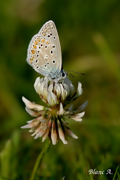Azure_de_la_bugrane