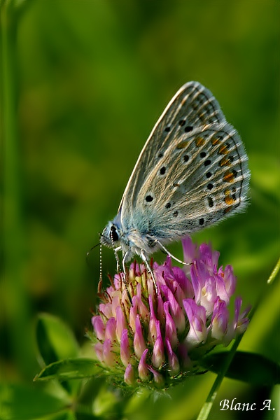 Azure_de_la_bugrane_male