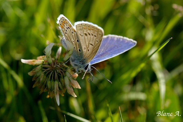 Azure_de_la_bugrane_male
