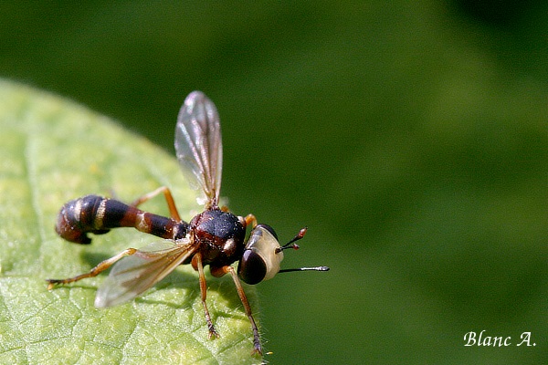 Conopide
