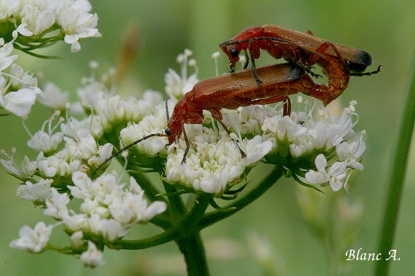 Telephore Fauve - Rhagonycha Fulva