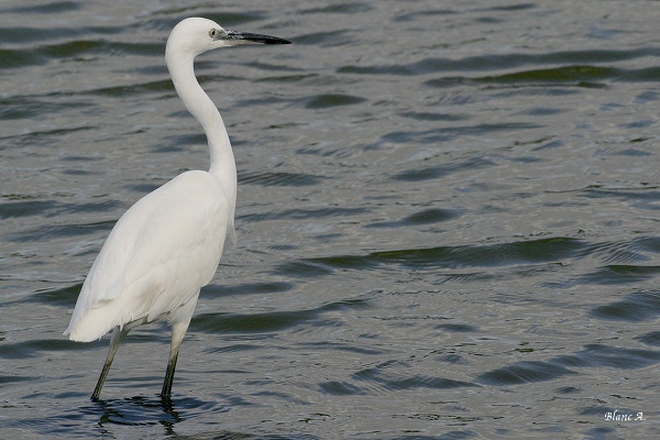 Aigrette