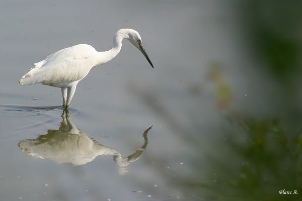 Aigrette