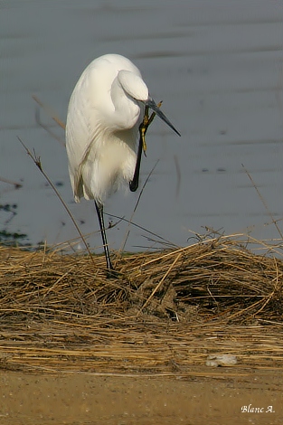 Aigrette
