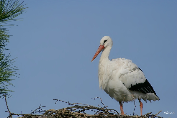 Cigogne
