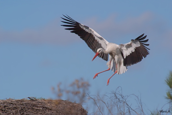 Cigogne